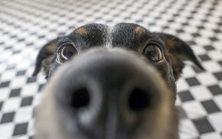 Najnowsze badania twierdzą, że psy "widzą" nosami